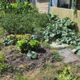NNBeet12KuerbisKartoffeln 2026-06-29 16.56.